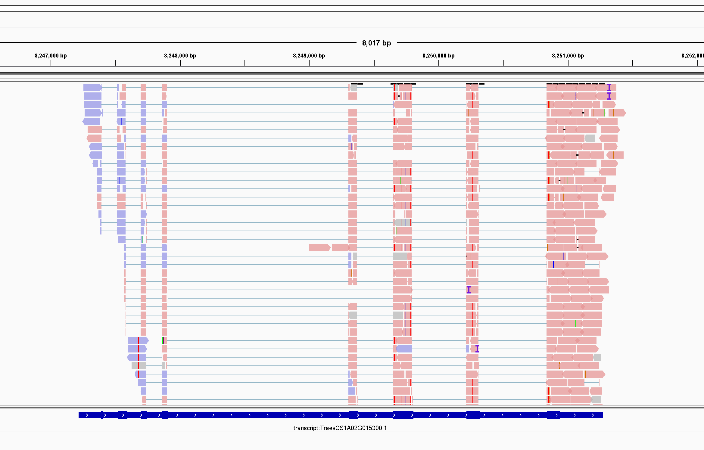 Forward_Strand_Gene